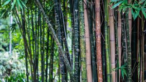 masaż bambusami